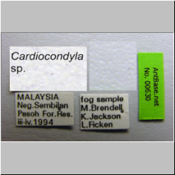 Cardiocondyla sp. c  Emery, 1869