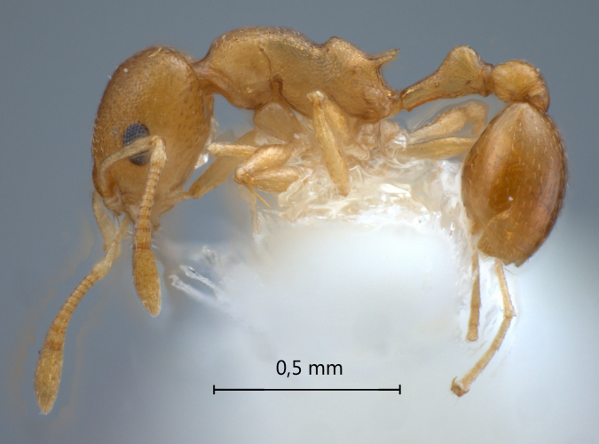  Cardiocondyla sp. c lateral