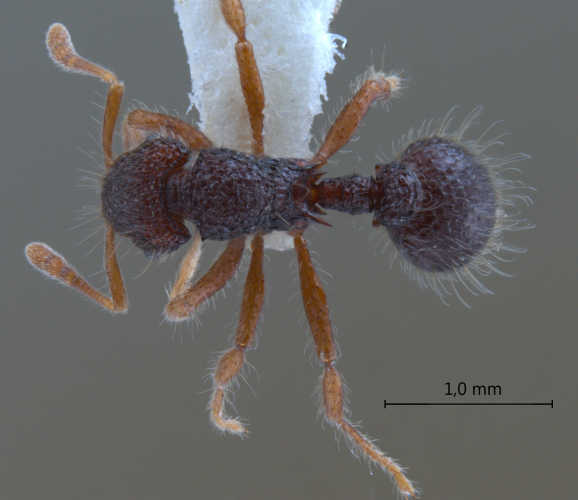 Lordomyrma sp.