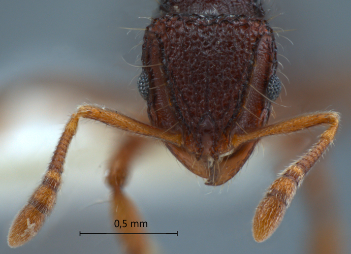 Lordomyrma sp. frontal