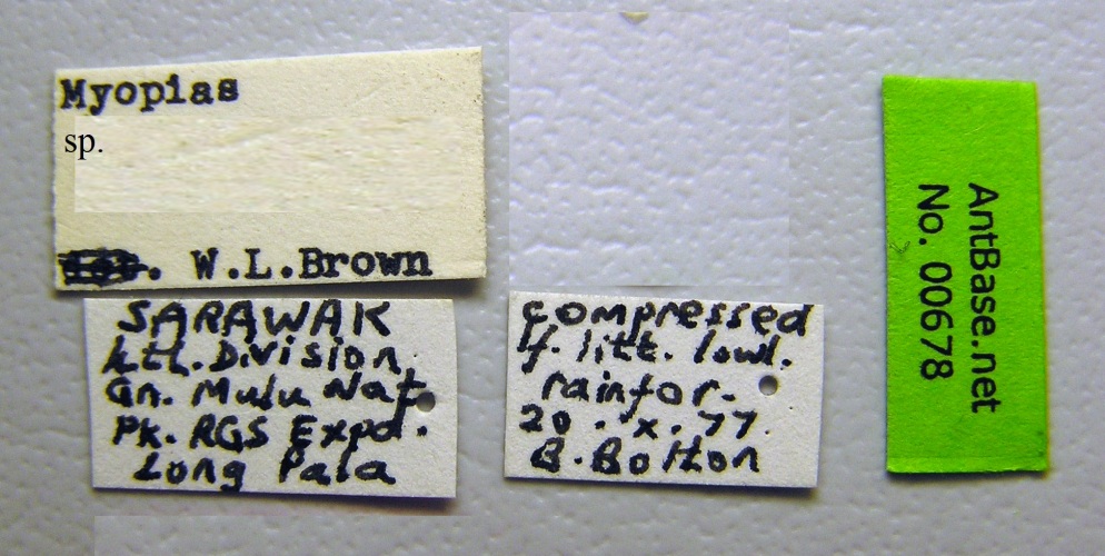 Myopias sp. label