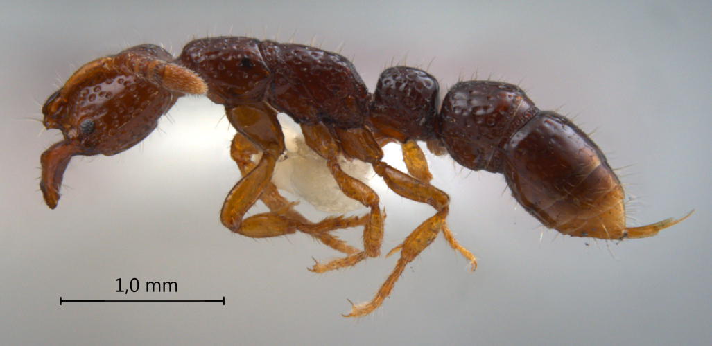  Myopias sp. lateral