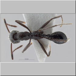 Aphaenogaster spinosa  Forel, 1901  
