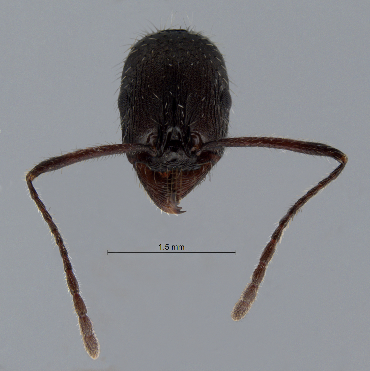 Colobopsis nipponica