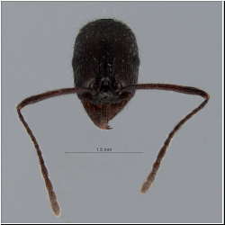 Aphaenogaster