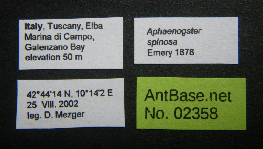 Colobopsis nipponica label