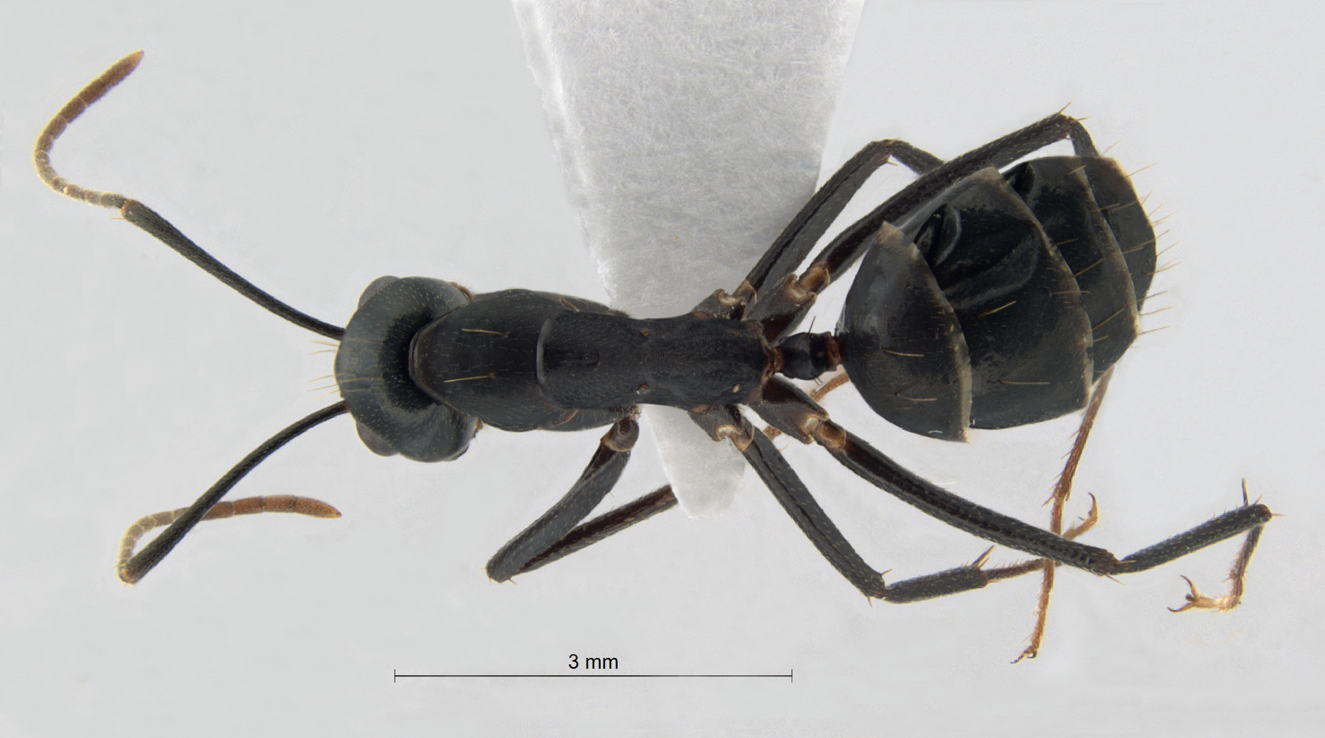 Camponotus compressus