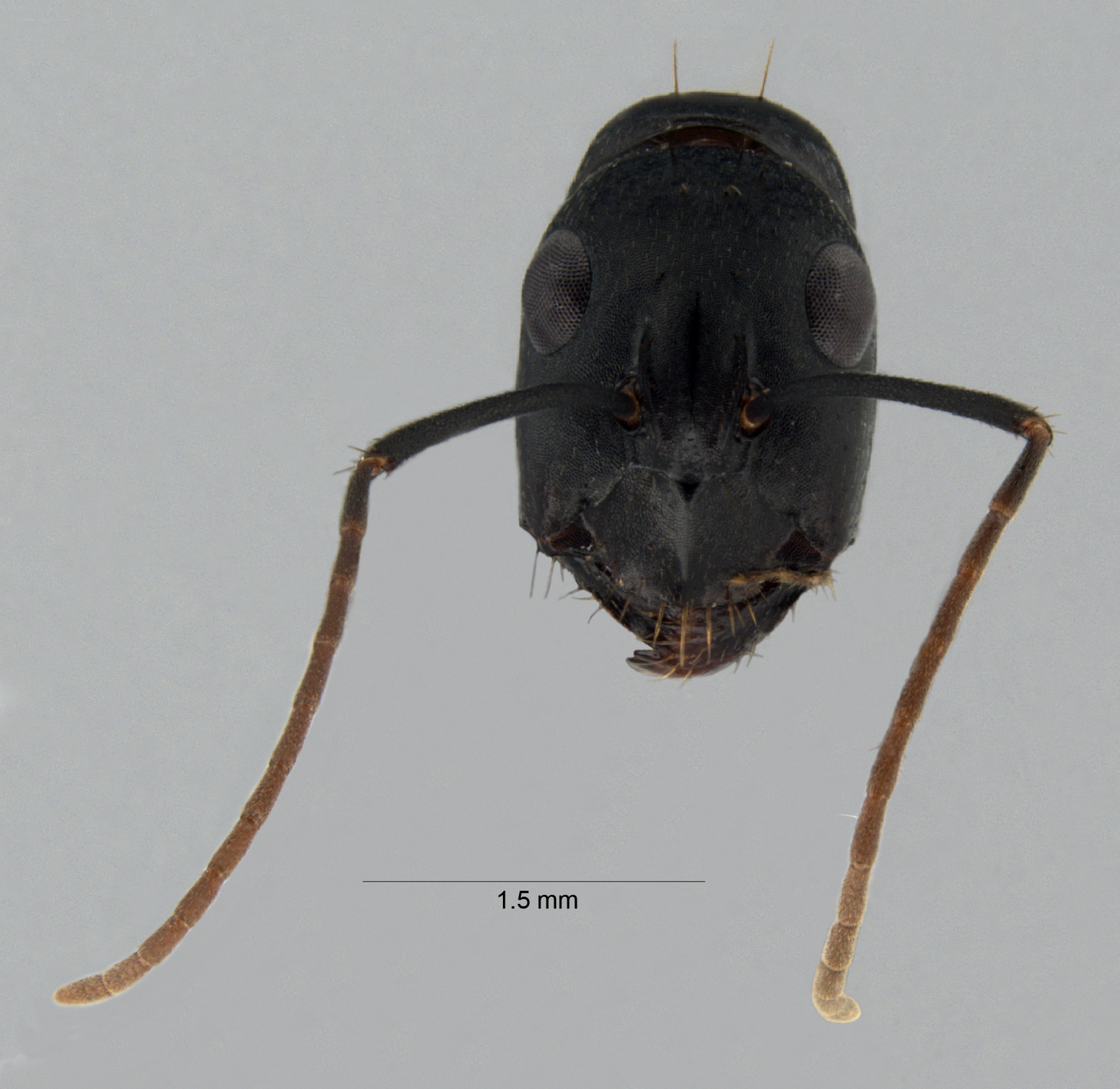 Colobopsis nipponica