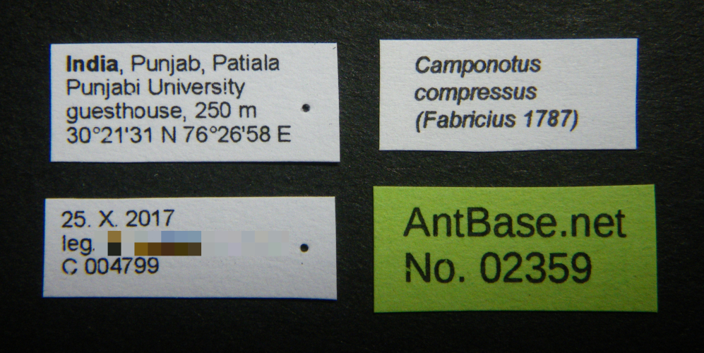 Colobopsis nipponica label