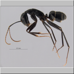 Monomorium indicum(Fabricius, 1787)