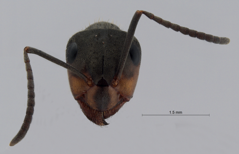 Colobopsis nipponica frontal