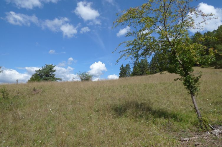 Monomorium indicum habitat