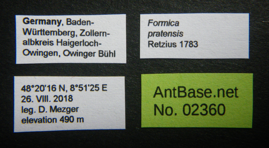 Colobopsis nipponica label