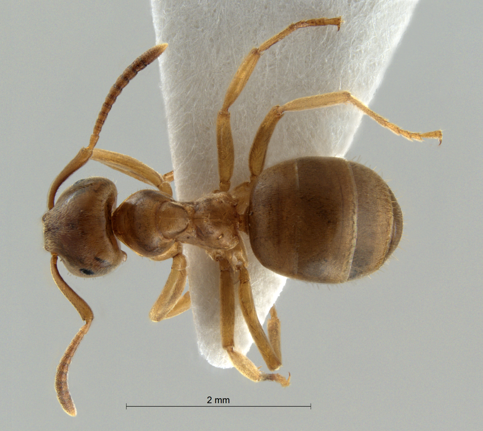 Lasius brunneus