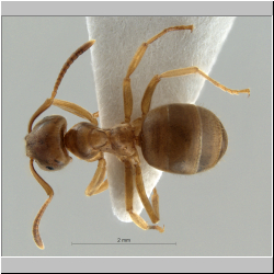 Lasius brunneus  (Latreille, 1798)  