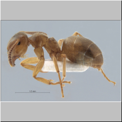 Lasius brunneus  (Latreille, 1798)