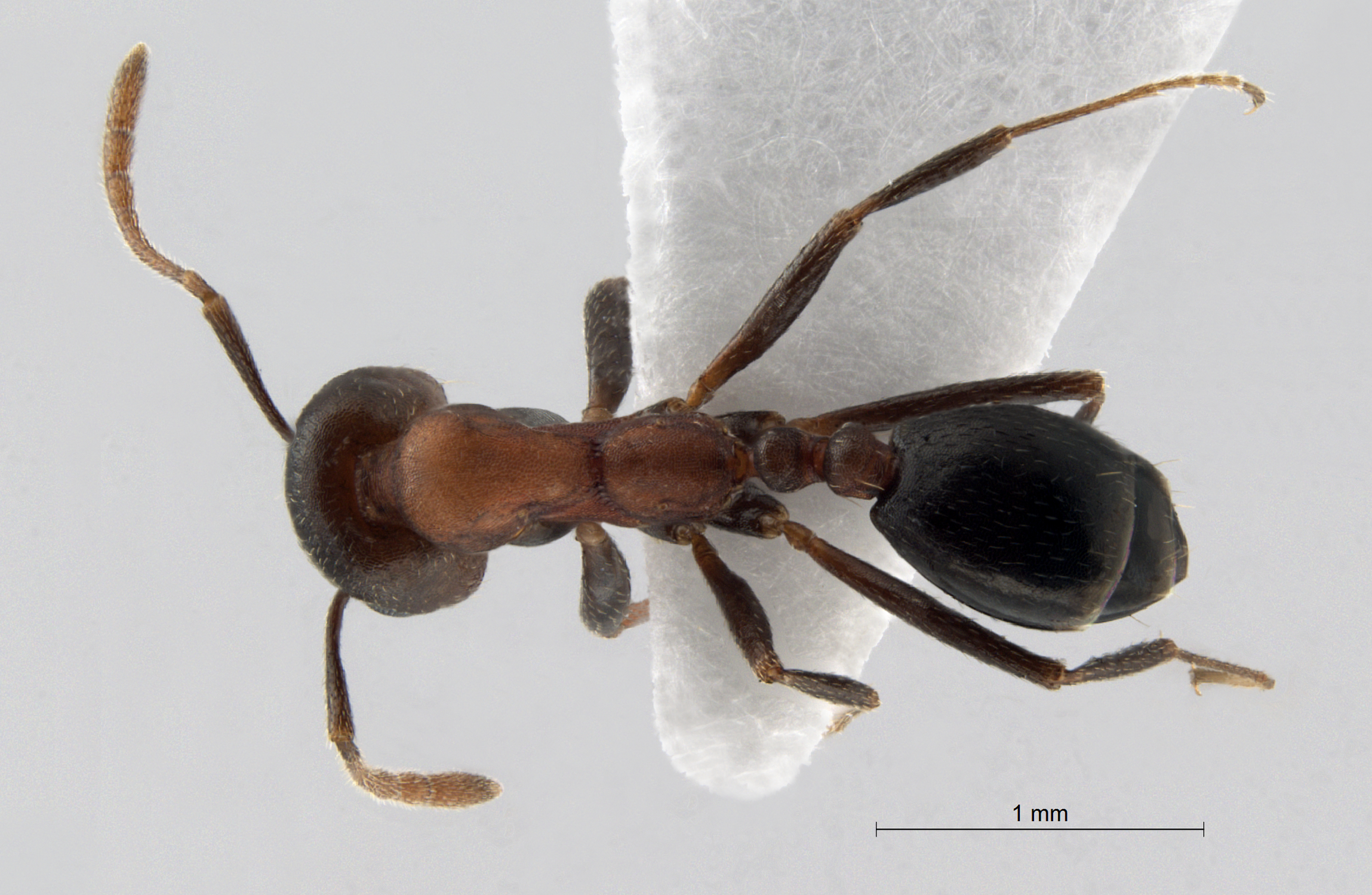  Monomorium indicum