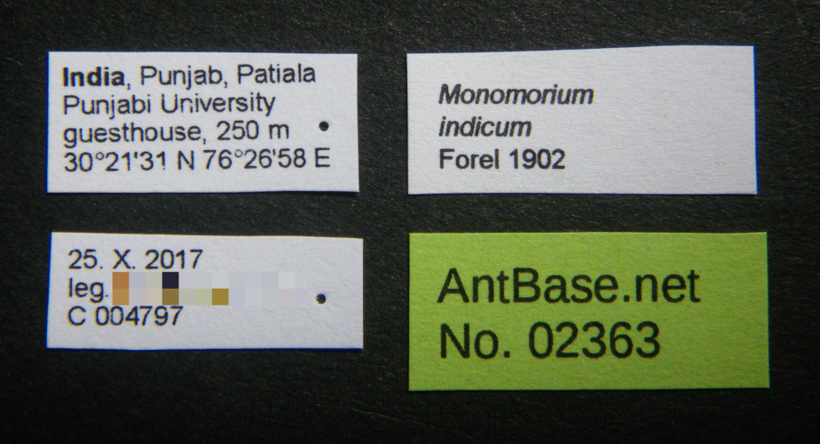 Colobopsis nipponica label