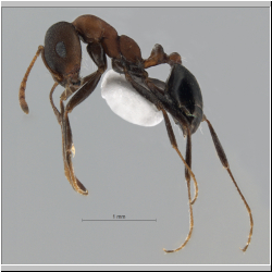 Monomorium indicumForel, 1902