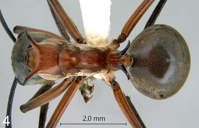 Polyrhachis bellicosa worker dorsal