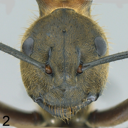 Polyrhachis bihamata frontal