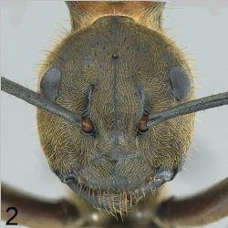 Polyrhachis bihamata Drury, 1773 frontal