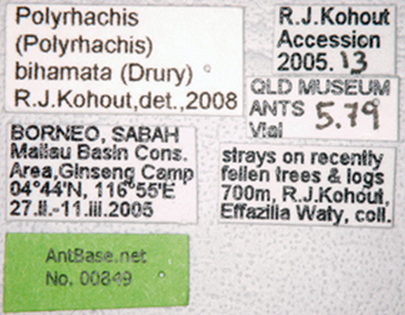 Polyrhachis bihamata label