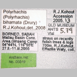 Polyrhachis bihamata Drury, 1773 label