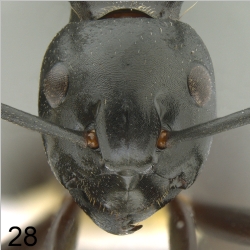 Polyrhachis craddocki Bingham, 1903 frontal