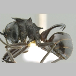 Polyrhachis craddocki Bingham, 1903 lateral