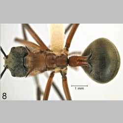 Polyrhachis erosispina Emery, 1900 dorsal