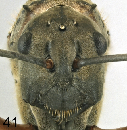Polyrhachis erosispina queen frontal