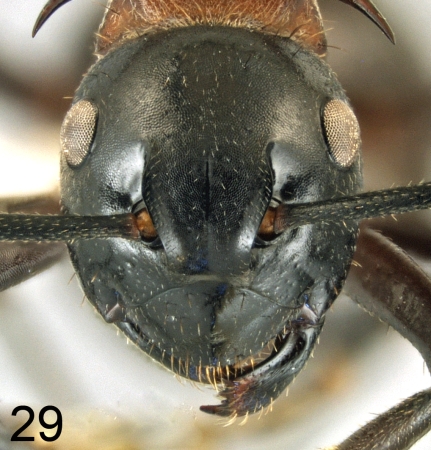 Polyrhachis lamellidens frontal