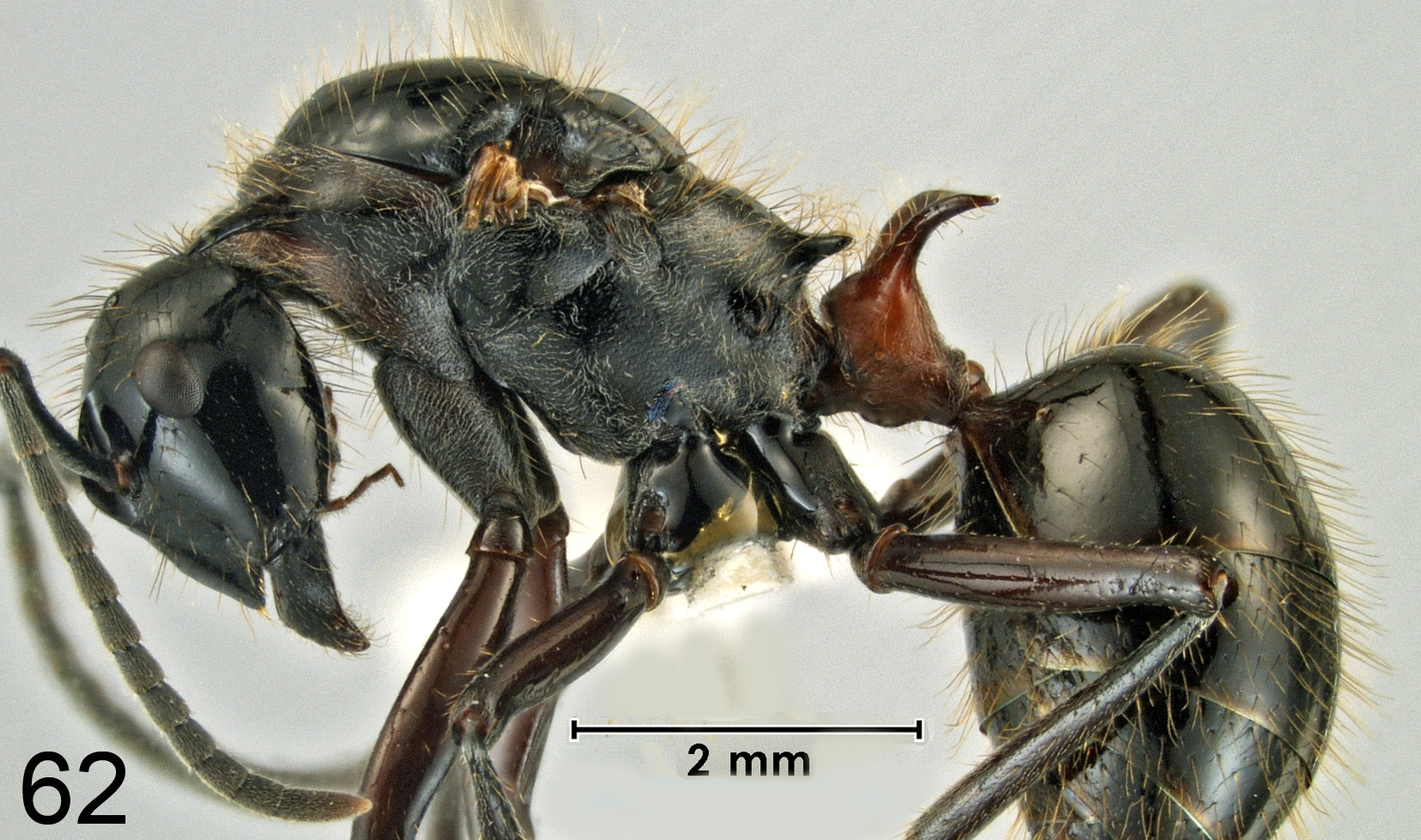 Polyrhachis lamellidens queen lateral