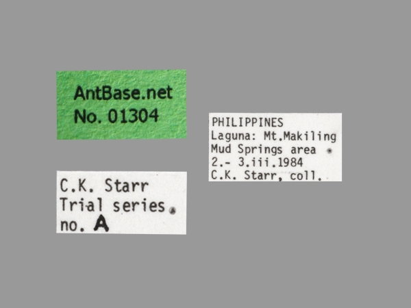 Polyrhachis mindanaensis label