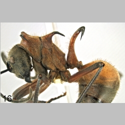 Polyrhachis mindanaensis Emery, 1923 lateral