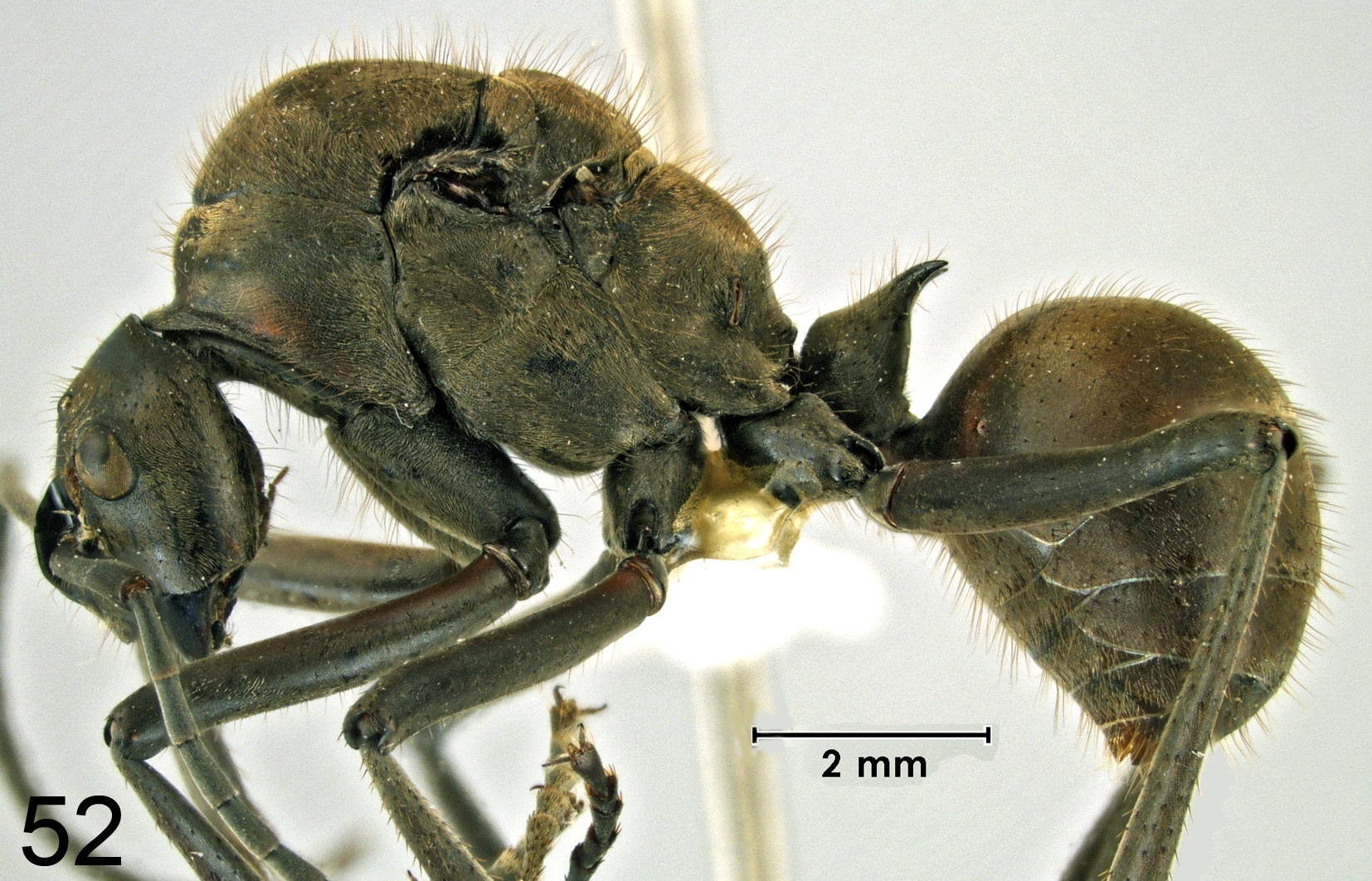 Polyrhachis mindanaensis queen lateral