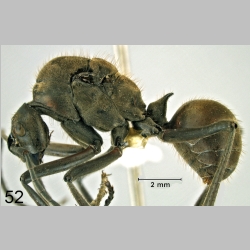 Polyrhachis mindanaensis queen Emery, 1923 lateral