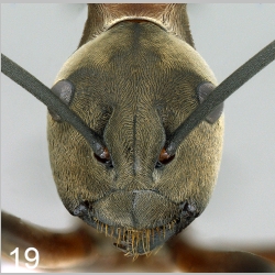 Polyrhachis olybria Forel, 1912 frontal