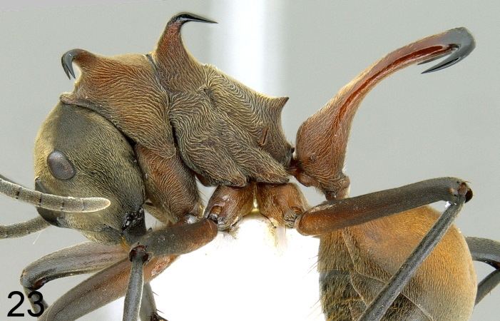 Polyrhachis olybria lateral