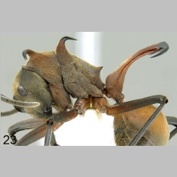 Polyrhachis olybria Forel, 1912 lateral