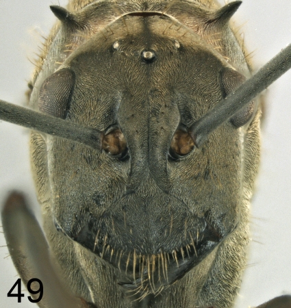 Polyrhachis olybria queen frontal