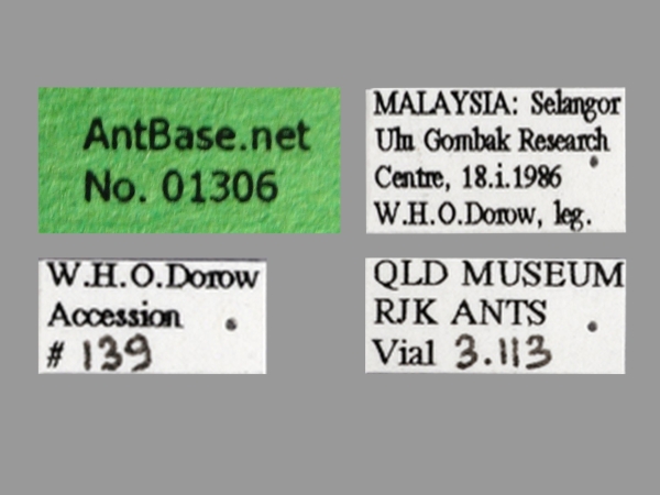 Polyrhachis olybria queen label