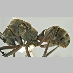 Polyrhachis olybria queen Forel, 1970 lateral