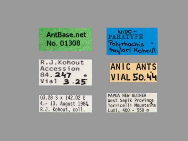 Polyrhachis taylori queen label