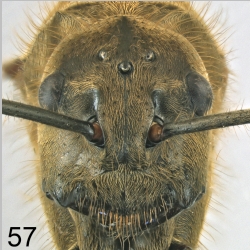 Polyrhachis ypsilon queen Emery, 1887 frontal