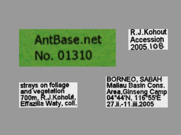 Polyrhachis ypsilon queen label