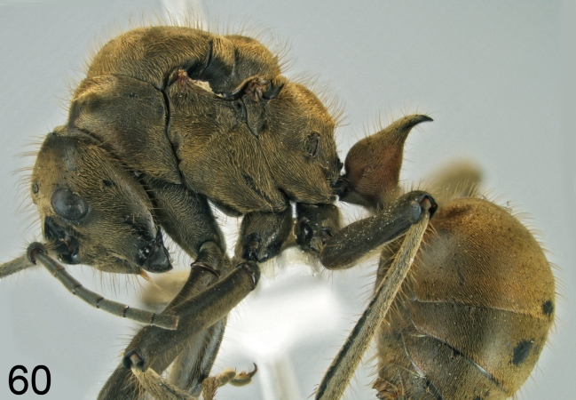 Polyrhachis ypsilon queen lateral