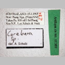 Carebara sp. Westwood, 1840 label