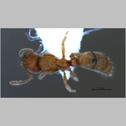 Cryptopone sp. Emery, 1893 dorsal